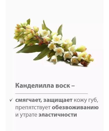 BELWEDER Peptide lip balm elegant tone - Buy Online on GoSupps.com