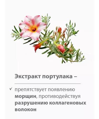 BELWEDER Peptide lip balm elegant tone - Buy Online on GoSupps.com