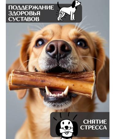 FOR RODENT DOG Dog delicities bull root 10 cm 1000 g - Buy Online on GoSupps.com