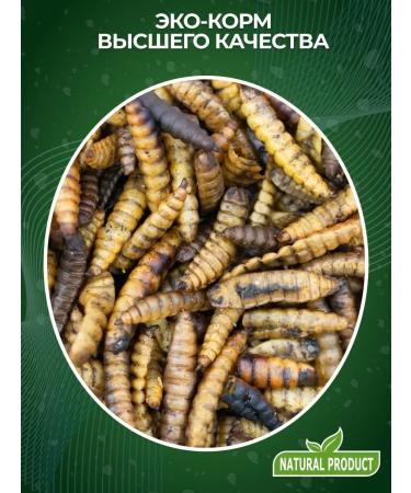 Big Tiny Black lion cub for turtles of roots of hamsters and hedgehogs - Buy Online on GoSupps.com