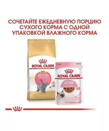 ROYAL CANIN Feed for kittens of breeds British short -haired 2kg - Buy Online on GoSupps.com