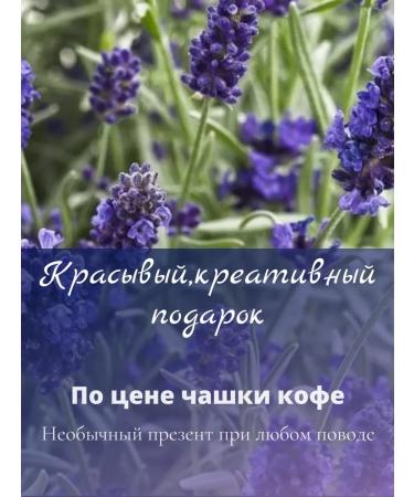 Premium lavender Lavender dried Sukhotzet Crimean 200ml - Buy Online on GoSupps.com