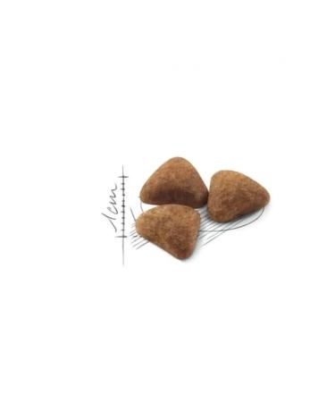 ROYAL CANIN Indoor food dry for cats - Buy Online on GoSupps.com