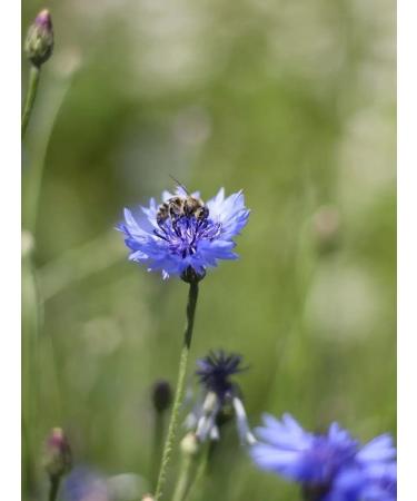 The Good Beekeeper Cornflower honey natural 700 g - Buy Online on GoSupps.com