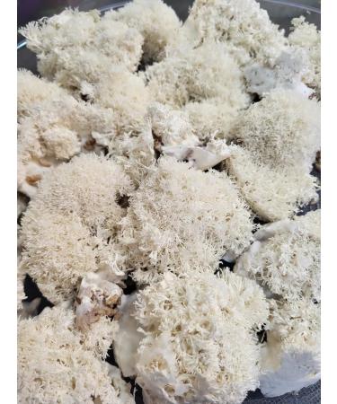 YAGRIB Ezhovik crested mycelium 100 g - Buy Online on GoSupps.com