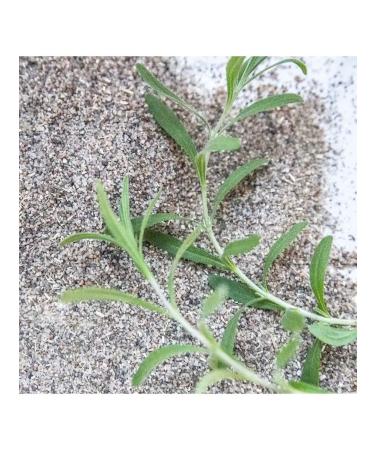 VELINIA Mineral scrub with sage and lavender 500 g - Buy Online on GoSupps.com