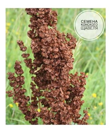 THE POWER OF TEA Horse sorrel seeds 50 grams