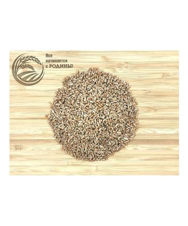 Living grains Wheat for germination grain - Buy Online on GoSupps.com