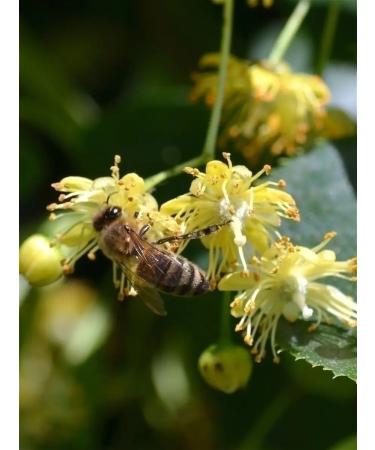 Honey of the Mamdeev family Royal linden honey without sugar for tea - Buy Online on GoSupps.com