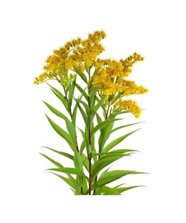 THE POWER OF TEA Zolotarnik grass collection of grass - Buy Online on GoSupps.com