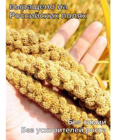 LittleShark Feeding for birds parrots and rodents - Buy Online on GoSupps.com