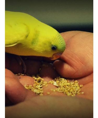 LittleShark Feeding for birds parrots and rodents - Buy Online on GoSupps.com