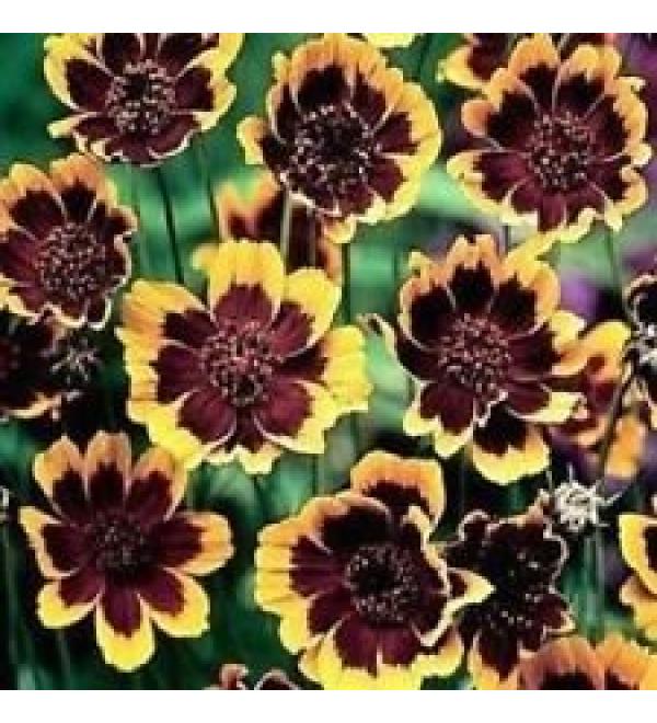 50+ Brunette Cosmidium Chocolate Scented Seeds - Buy Online on GoSupps.com