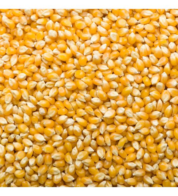 Kidu Popcorn Kernels Bulk 4 Pound Pack - Buy Online on GoSupps.com