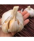Elephant Garlic 2 Huge Bulbs! Great for Fall Planting! Non GMO Milder Tasting Garlic - Buy Online on GoSupps.com