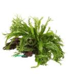 Aqua Essentials Microsorum windelov on Wood - Small - Buy Online on GoSupps.com