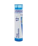 Boiron Thuja Occidentalis 12C Homeopathic Medicine - 80 Pellets for Wart Removal - Buy Online on GoSupps.com