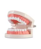 WANGCL Teeth Dental Demonstration Model Tooth Model Dental Model Anatomical Tooth Model for Dental Teaching or Oral Care - Buy Online on GoSupps.com
