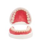 DIY Denture Fake Teeth Set - Top and Bottom Temporary Teeth for Instantly Improving Your Smile - Buy Online on GoSupps.com