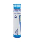 Buy Boiron Apis Mellifica 5C - 80 Pellets for Insect Sting & Allergy Relief | International Shipping - Buy Online on GoSupps.com