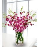 Premium Purple Orchids - 20 Stems with Vase | Fresh Cut Flowers for Sale - Buy Online on GoSupps.com