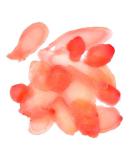 Roland Foods Sushi Ginger 8 Ounce Jar - Specialty Imported Sliced Sushi Ginger - Pack of 1 (60364) - Buy Online on GoSupps.com