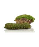 Swell Reptiles Carpet Live Natural Moss Single Pack. For Terrariums And Vivariums Moss Carpet - Buy Online on GoSupps.com