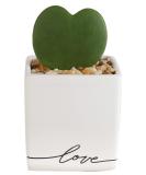 Costa Farms Live Indoor Hoya Heart Succulent in White Ceramic - 5 Tall - Buy Online on GoSupps.com