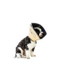 All Four Paws Comfy Cone Pet Collar - Skin-colored | Ultimate Comfort & Protection for Pets - Shop Internationally! - Buy Online on GoSupps.com