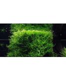 Java moss - Vesicularia dubyana - live aquarium plant - Buy Online on GoSupps.com