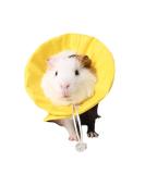 NashaFeiLi Pet Recovery Collar Elizabethan Small Animal Hamster Collar Cone Adjustable Comfy Collar for Hamster Chinchilla Small Pet (S Yellow) S Yellow - Buy Online on GoSupps.com