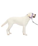PetSafe Gentle Leader Collar Deep Purple - Large (60-130 lb) with Training DVD | Best International Shipping - Buy Online on GoSupps.com