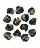 Roland Escargot Snails 7.75oz - Pack of 12 | Large Snails for Gourmet Dining - Buy Online on GoSupps.com