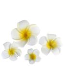 FRCOLOR 4Pcs Hawaiian Flower Hair Clip | Plumeria Hairpin for Kids & Women | Beach Foam Hair Accessories - Buy Online on GoSupps.com