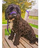 UniWalker Figure of 8 Training Lead For Dogs That Pull. Soft Padded.& Comfortable. 3 Leads in 1. Purple Purple One Size - Buy Online on GoSupps.com