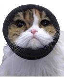 The Original Happy Hoodie for Dogs & Cats | Grooming & Drying Tool | Anxiety Relief | XS Black | Since 2008 - Buy Online on GoSupps.com