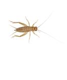 Livefoods4u Medium House Brown Crickets Live Food (8-12mm) - Perfect for Reptiles and Lizards - Sustainably bred (Pre Pack Approx 125) - Buy Online on GoSupps.com