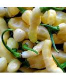 Aribibi Gusano Pepper boliviana Chili Super Hot Caterpillar Pepe sementi biologiche 100 semi 4# 32795618491ST - Buy Online on GoSupps.com