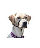 K9 Bridle - to stop your dog pulling (Medium Black) Medium Black - Buy Online on GoSupps.com