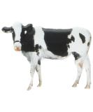 EYELET OUTLET Cow & Goat Shape Brads 12/Pkg - Fun Animal Design Embellishments - Buy Online on GoSupps.com