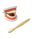 Honbay Standard Teeth Model with Toothbrush | Adult Dental Demonstration Teaching Supplies - Buy Online on GoSupps.com