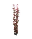 Shop Hobby Ludwigia 60 cm - Premium Aquatic Plant for Vibrant Aquariums | Worldwide Shipping Available - Buy Online on GoSupps.com