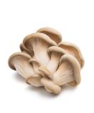 Oyster Mushroom 5 kg -/+10% - Buy Online on GoSupps.com