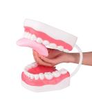 Ultrassist Mouth Model White Hinge for Speech Therapy Ideal Brushing Teaching Dental Teeth Model for Kids and Children 6 Times Enlarge Includes Toothbrush Mouth Model Speech Therapy White Hinge - Buy Online on GoSupps.com