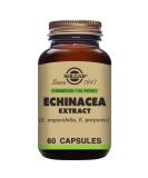 Solgar Echinacea Herb Extract - 60 Vegan Capsules for Immune Support - Buy Online on GoSupps.com