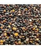 Organic Quinoa Black Peru 500g - Buy Online on GoSupps.com
