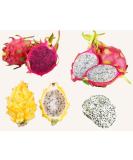 Fresh dragon fruit selection box - white red and yellow dragon fruit! - Expertly sourced by My Exotic Fruit - Buy Online on GoSupps.com