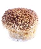 Golden Enoki Fresh 400g - Buy Online on GoSupps.com