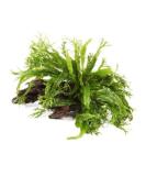 Microsorum windelov on Wood - ranges from 12-18cm in length - Buy Online on GoSupps.com
