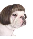 Funny Dog Cat Cosplay Wig,Pet Wigs for Halloween, Christmas, Parties, Festivals, Dog Wigs for Small Medium and Large Dogs (Black Brown Straight) Black Brown Straight Hair - Buy Online on GoSupps.com